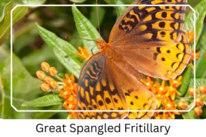 Great Spangled Fritillary