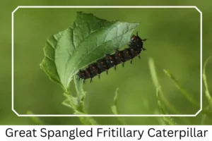 Great Spangled Fritillary Caterpillar