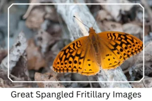 Great Spangled Fritillary Images