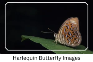 Harlequin Butterfly Images