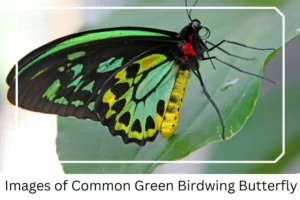 Images of Common Green Birdwing Butterfly