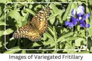 Images of Variegated Fritillary