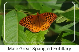 Male Great Spangled Fritillary