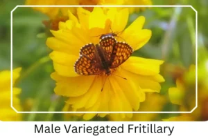 Male Variegated Fritillary