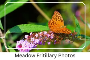 Meadow Fritillary Photos