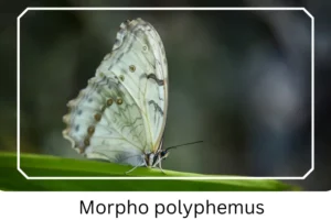 Morpho polyphemus