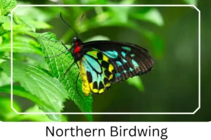 Northern Birdwing