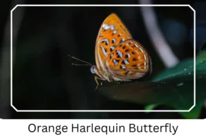 Orange Harlequin Butterfly