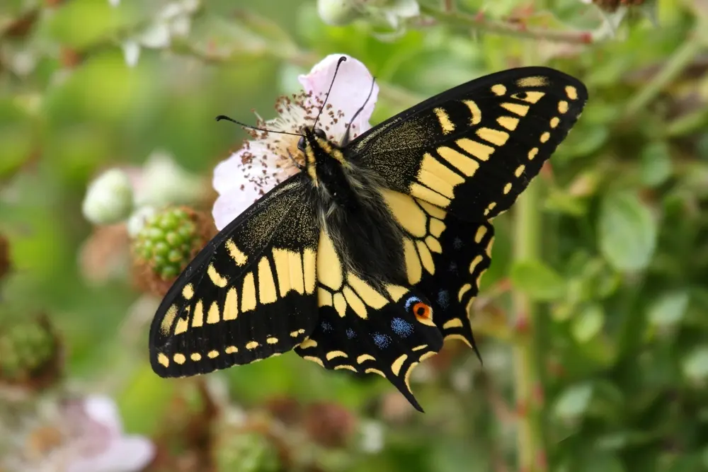 Oregon Swallowtail