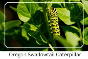 Oregon Swallowtail Caterpillar
