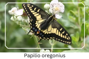 Papilio oregonius