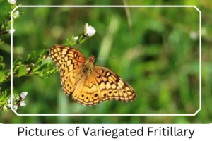 Pictures of Variegated Fritillary