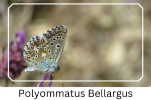Polyommatus Bellargus