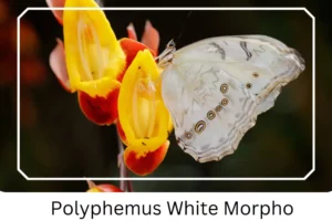 Polyphemus White Morpho