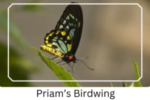 Priam’s Birdwing
