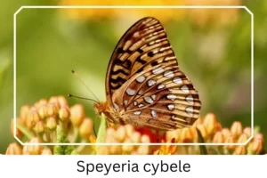 Speyeria cybele