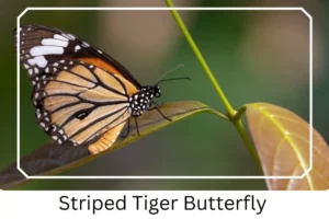 Striped Tiger Butterfly