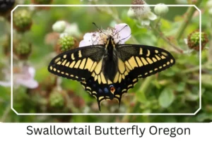 Swallowtail Butterfly Oregon