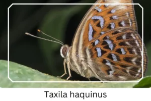 Taxila haquinus