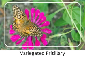 Variegated Fritillary