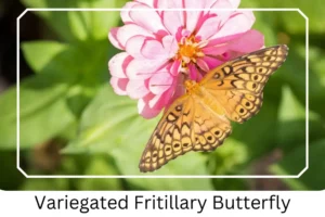 Variegated Fritillary Butterfly