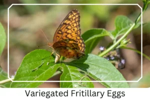Variegated Fritillary Eggs