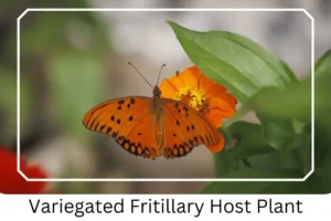 Variegated Fritillary Host Plant