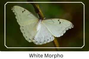 White Morpho