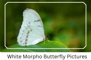 White Morpho Butterfly Pictures