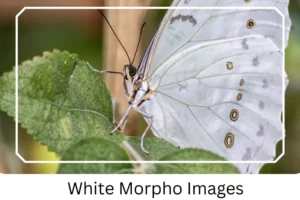 White Morpho Images