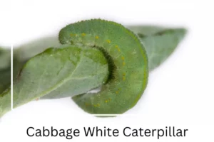 Cabbage White Caterpillar