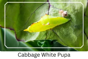 Cabbage White Pupa