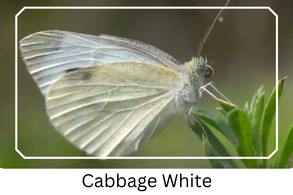 Cabbage White Butterflies . . . everything you need to know — Two Wests &  Elliott Ltd