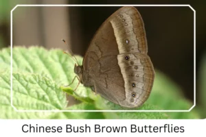Chinese Bush Brown Butterflies