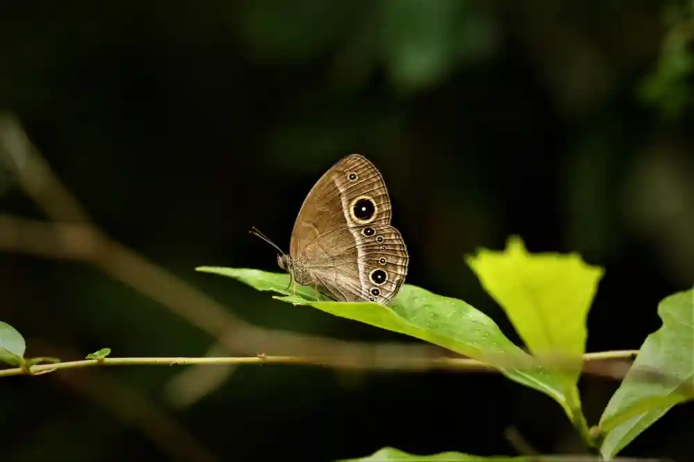 Chinese Bush Brown Butterfly