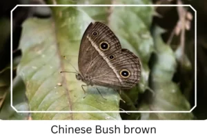 Chinese Bush brown