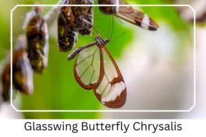 Glasswing Butterfly Chrysalis