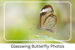 Glasswing Butterfly Photos
