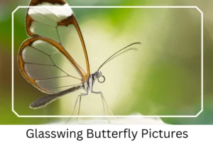 Glasswing Butterfly Pictures