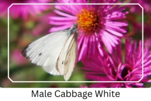 Male Cabbage White