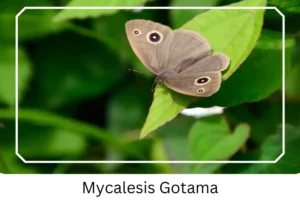 Mycalesis Gotama