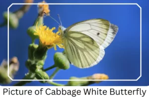 Picture of Cabbage White Butterfly