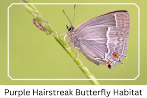 Purple Hairstreak Butterfly Habitat