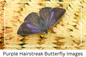 Purple Hairstreak Butterfly Images
