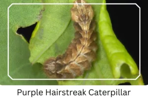 Purple Hairstreak Caterpillar