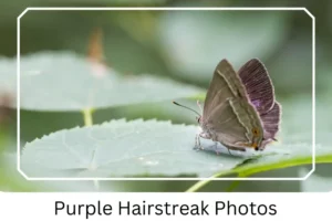 Purple Hairstreak Photos