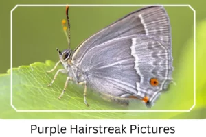 Purple Hairstreak Pictures