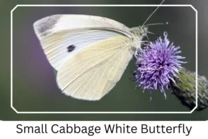 Small Cabbage White Butterfly