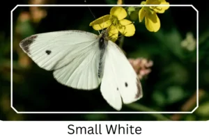 Small White
