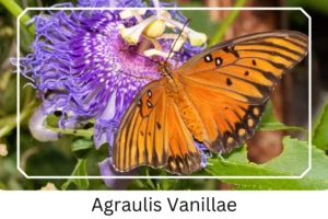 Agraulis Vanillae